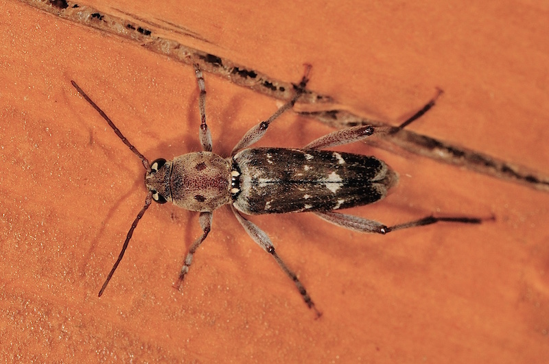 Xylotrechus stebbingi, Cerambycidae